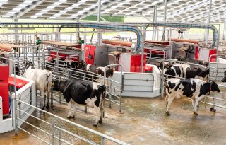 Hoe ze in Nieuw-Zeeland melkrobot en weiden samenbrengen