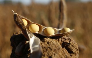 Sojateelt wint terrein in Verenigde Staten