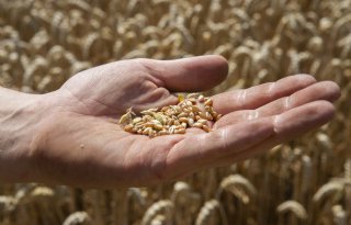 Baktarwe vraagt minstens 200 kilo stikstof per hectare