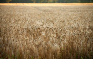 FAO meldt opnieuw lichte daling van wereldwijde voedselprijzen