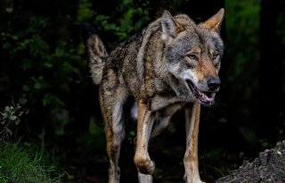 Provincies én boeren mogen vanaf nu sneller ingrijpen bij probleemwolf