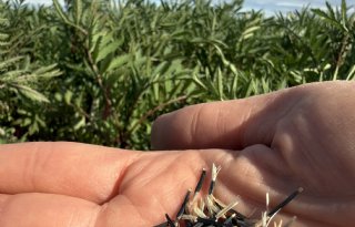 Aaltjes in de bodem? Zo helpen groenbemesters de druk natuurlijk verlagen