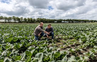 Telers jagen op oplossing houtduivenschade