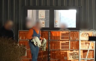 Sector belooft verbetering na beelden Animal Rights over misstanden bij konijnen