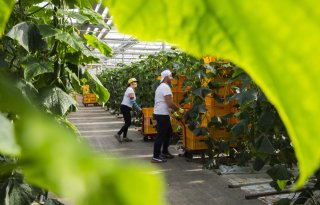 ‘Klimaatplannen jagen glastuinders in de rode cijfers’