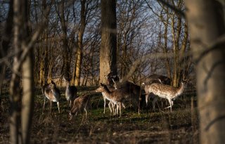 Damhertenpopulatie Hoeksche Waard mag niet naar nul worden teruggebracht