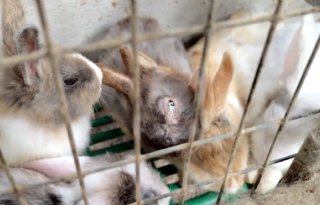 NVWA neemt konijnen en honden in beslag in Zuid-Holland