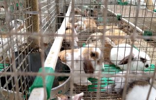 NVWA neemt konijnen en honden in beslag in Zuid-Holland