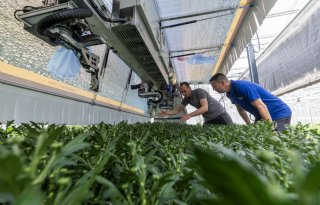 Knoprobot als oplossing voor arbeid en kwaliteit