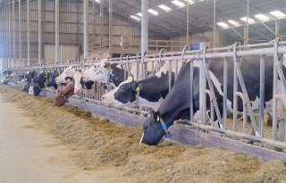 Producent van Bovaer wil geen verplichte inzet