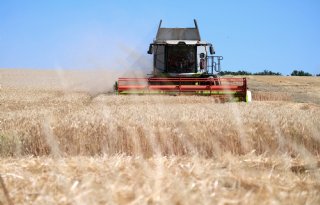 Tarweprijzen stijgen door krappere voorraden en Russische exportmaatregel