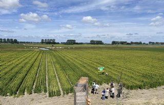 Jumbo ziet groeipotentie voor quinoa van Nederlandse bodem