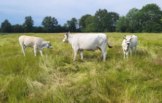 ‘Welke koe mag weg: Bea, Gea of Grietje?’