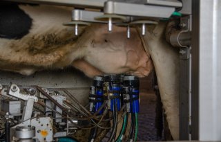 Fonterra verlaagt melkprijsprognose door zwakkere zuivelmarkt