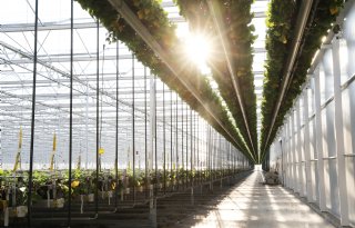 Na overname groeit teeltareaal Royal Berry naar 110 hectare