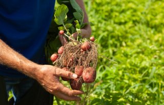 België verwacht lagere opbrengsten voor vroege aardappelen
