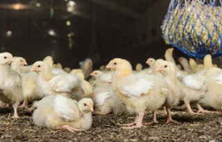 Oost-Europa schroeft aanbod pluimveevlees flink op