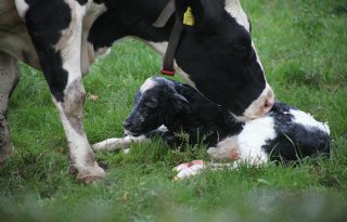 Kalverliefde: uitstoot per kilo melk benadeelt extensieve bedrijven