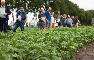 Zware besmetting aardappelmoeheid maakt rasverschillen zichtbaar