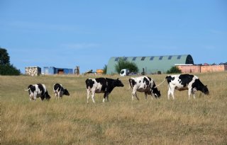 Franse grasgroei blijft 20 procent achter door hitte en droogte