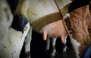 ‘Spoor altijd de oorzaak op bij koe met uierontsteking’