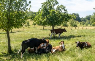 Duitse studie: ook beperkte hitte beïnvloedt melkkoeien