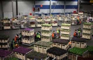 Exportwaarde bloemen en planten daalt met 2,4 procent