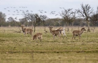 Beroep dierenorganisaties tegen afschot damherten Zeeland gegrond