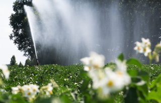 Aardappelen slijten hard door aanhoudende droogte