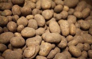 Nieuwe koers voor aardappelteelt op Zuid-Limburgse lössgrond