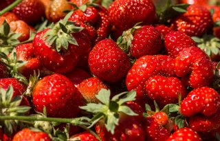 Ook dit jaar oogsten Duitsers minder aardbeien en asperges