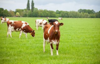 Enorme voorraden boter en kaas drukken zuivelmarkt