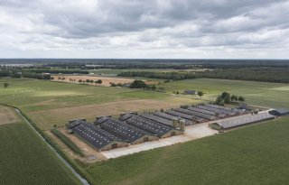 Brabantse gemeenten in geweer tegen intrekken vergunningen pluimveehouders