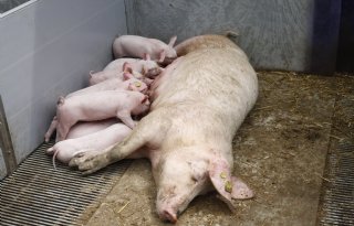 Duitse Geestferkel failliet door historisch prijsval