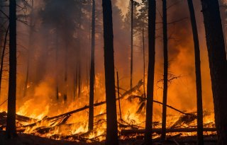 Spaanse bosbrand leidt tot forse schade veehouders