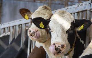 CO2- en ammoniaknormen brengen ook biologische melkveehouders in de knel