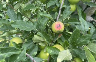 NFO bezorgd over de gevolgen van droogte voor de fruitteelt