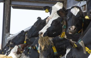 VK-Oost: stikstofdoelen onhaalbaar zonder innovatie