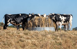 Grasopbrengst Frankrijk inmiddels 26 procent onder normaal