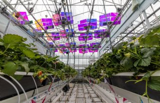 Panelen houden kas koeler: ‘De eerste indruk schrikt veel tuinders af’