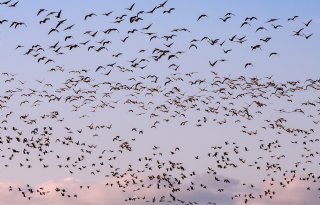 Australië meldt eerste massale sterfte door H5-vogelgriep