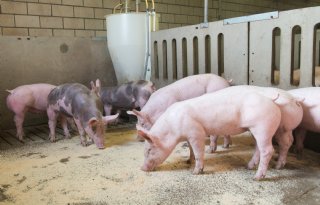 Nijpend geldtekort treft vleesvarkenshouders