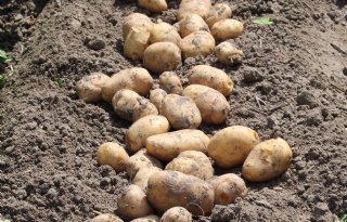 Vroege aardappelen zijn goed prijshoudend