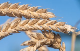 Tarwemarkt zoekt nieuwe balans