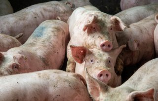Plotselinge prijsstijging geeft varkensmarkt nieuw perspectief