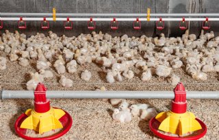 Argentinië hervat export van pluimveevlees naar EU