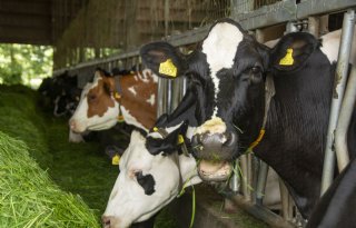 Onderzoek: rantsoen van invloed op wateropname koe