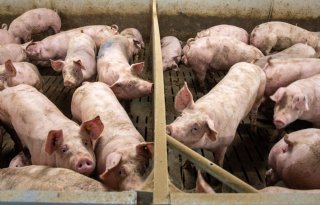 Tönnies pleit voor vaste varkensprijs voor periode van zes maanden