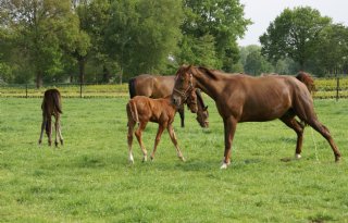 Westnijlvirus vastgesteld bij paard in Schipluiden