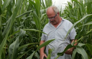 Limburgse mais van Frijns doet het verrassend goed